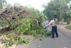 Gerak Cepat Polsek Saronggi Polres Sumenep Singkirkan Pohon Tumbang