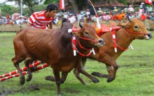Karapan Sapi Piala Presiden di Bangkalan Diikuti Puluhan Peserta