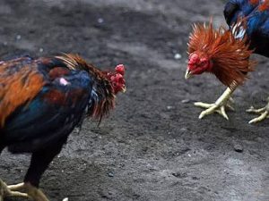 Polres Bangkalan Akan Bertindak Tegas Judi Sabung Ayam Pasca Penembakan Warga