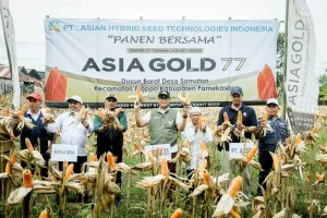 BUPATI PAMEKASAN PANEN JAGUNG HIBRIDA BERSAMA PETANI