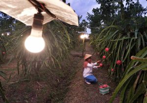 Listrik Hadir di Sektor Pertanian, 193.058 Petani dan Peternakan Rasakan Manfaatnya