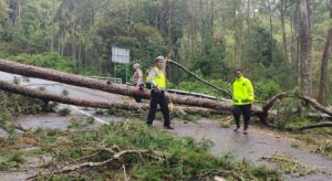 Polres Magetan Bersama TNI dan BPBD Evakuasi Pohon Tumbang, Akses Jalan Sarangan – Cemorosewu Terbuka