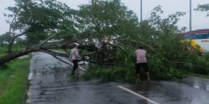 Pohon Tumbang di Akses Suramadu, Kasatlantas Polres Bangkalan Polda Jatim Pastikan Tim Gabungan Urai Kemacetan