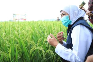 Desember, Nilai Tukar Petani dan Nilai Tukar Nelayan Jatim Alami Kenaikan