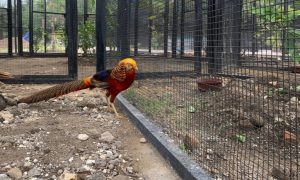 MINI ZOO ROMOKALISARI ADVENTURE LAND KINI DILENGKAPI KOLEKSI SATWA BURUNG