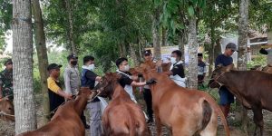 Polres Sampang Dukung Disperta KP Kabupaten Sampang Laksanakan Pemasangan Eartag Sapi