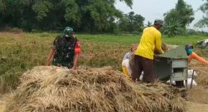 Panen Padi Telah Tiba, Babinsa Terjun Langsung ke Sawah Warga