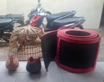 POLSEK DASUK POLRES SUMENEP LAKUKAN PENGGREBEKAN JUDI SABUNG AYAM