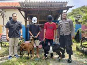 Polisi Ringkus Pemuda Curi Kambing Disembunyikan di dalam Sarung