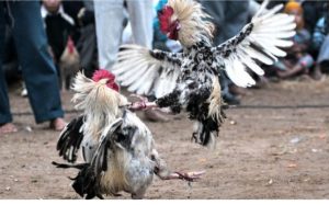 Istimewa Judi Sabung Ayam Pasar Patok Dengkol Akan Diresmikan