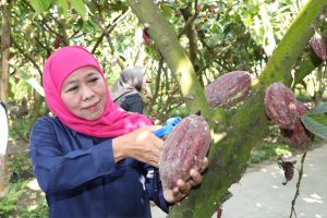 Gubernur Khofifah : Desa Pendulum Devisa Kampung Coklat Blitar Mampu Sejahterakan Masyarakat Sekitar