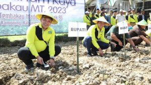 Bupati dan Wabup Sampang Lakukan Tanam Raya Tembakau Bersama Petani