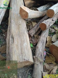 Perhutani KPH Jatirogo Bantah Ada Stafnya Jual Kayu Tebangan