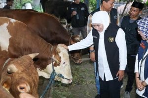 Ketersediaan Hewan Kurban di Jatim Surplus, RPH dan Juleha Cukup