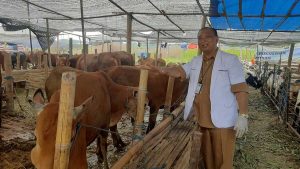 SELAIN MELALUI SKKH, STATUS KESEHATAN HEWAN KURBAN SURABAYA BISA DICEK LEWAT EAR TAG BARCODE