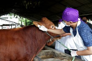 TERIMA ALOKASI 600 DOSIS, DKPP SURABAYA MULAI SUNTIKAN VAKSIN LSD KE HEWAN TERNAK