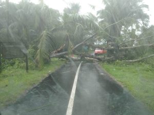 Pohon Jenis Albesia & Kelapa Tumbang Menimpa Gapura Perbatasan