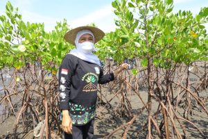 Di Hari Mangrove Sedunia, Gubernur Khofifah Ajak Masifkan pelestarian Mangrove