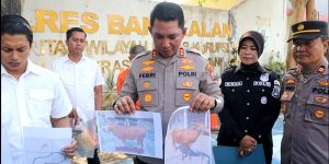 Kabur Hingga ke Luar Pulau, Polres Bangkalan Berhasil Amankan Pelaku Maling Sapi di Lombok