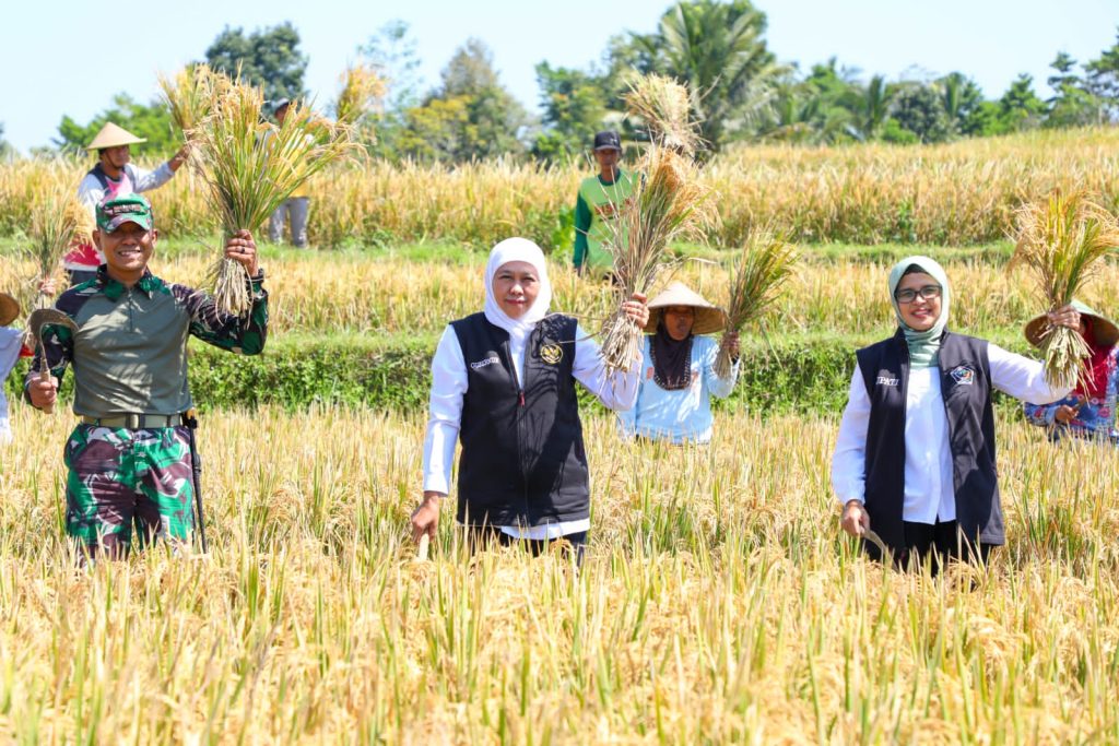 Tiga Tahun Beruntun, Jatim Juara Produksi Padi Nasional