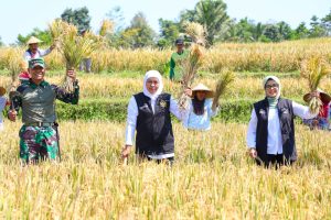 Tiga Tahun Beruntun, Jatim Juara Produksi Padi Nasional