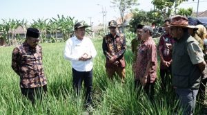 Musim Kemarau, Wabup Sidoarjo Sidak Lahan Kering di Desa Sentul Tanggulangin