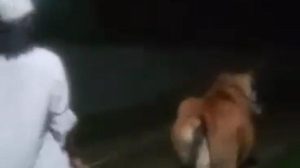Cara Tak Lazim Maling Sapi Madura, Pakai Air Sabun Bekas Mandikan Mayat, Pelaku Kabur Naik Pesawat