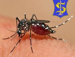 Waspada Penyakit DBD, Musim Hujan Mulai Tiba