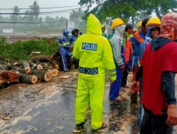 Polisi Gerak Cepat Evakuasi Pohon Tumbang di Tumpang Malang