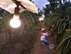 Raih Energy Globe Award 2023, Program _Electrifying Agriculture_ PLN Akan Wakili Indonesia di Tingkat Global
