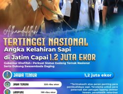 Capai 1,2 Juta Ekor, Angka Kelahiran Sapi di Jatim Tertinggi Nasional