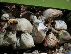 Polisi Amankan 5 Orang dalam Kasus Pengiriman 266 Anjing ke Solo