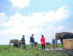 PLN Ikut Aktif Lestarikan Gajah Sumatra, Sediakan Kendaraan Patroli Hewan