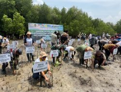 PLN Tanam Ribuan Mangrove, Rehabilitasi Pesisir Tanah Merah dan Menipo di NTT