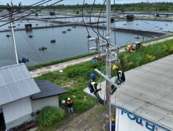 Perusahaan Tambak Udang di Maluku Berhasil Efisiensi Rp123 Juta Lebih per Hari Berkat Listrik PLN