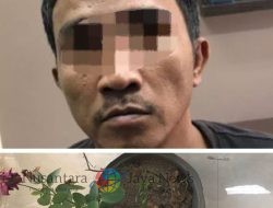 Tanaman Ganja, Warga Wringinanom Diciduk Polisi