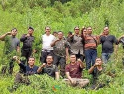 Berkat Alat Canggih BRIN, Polda Sumut Temukan 5 Hektare Ganja Di Kabupaten Madina