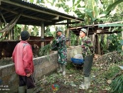 Personil Satgas TMMD Ke 120 Kodim 1626/Bangli Bantu Warga Panen Jeruk dan Beri Makan Sapi