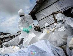 NCDC Sebut Wabah Demam Lassa Menyebar 28 Negara Bagian