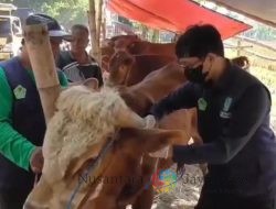 Tiga Sapi Kurban Pedagang di Sidoarjo Terjangkit PMK