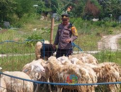 Usaha Kurban Kapolsek Gresik, Peluang Anak Muda