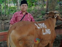 Tata Cara Menyembelih Hewan Kurban dalam Agama Islam