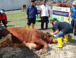 Tradisi Kebahagiaan Idul Adha, Kapolres Gresik Bagikan 86 Hewan Kurban
