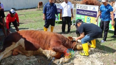 Tradisi Kebahagiaan Idul Adha, Kapolres Gresik Bagikan 86 Hewan Kurban