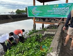 PLN Hijaukan Sulawesi Utara dengan 3.000 Mangrove