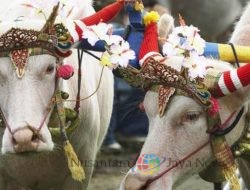 Rayakan Hari Bhayangkara Ke-78, Polda Bali Adakan Lomba Pacuan Kerbau di Jembrana