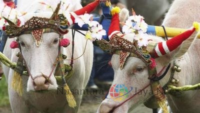 Rayakan Hari Bhayangkara Ke-78, Polda Bali Adakan Lomba Pacuan Kerbau di Jembrana