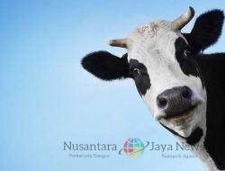 Ingat ! Waspada Dengan Penipuan Kurban Online