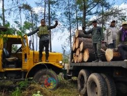 Administratur Perhutani Bondowoso Tinjau Langsung Pelaksanaan Tebangan Pinus di Petak 27N-1