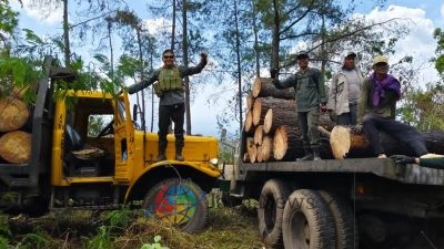 Administratur Perhutani Bondowoso Tinjau Langsung Pelaksanaan Tebangan Pinus di Petak 27N-1